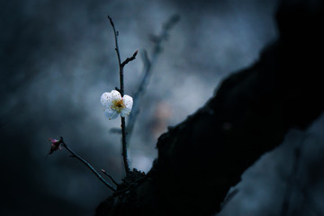 梅花