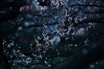 梅花