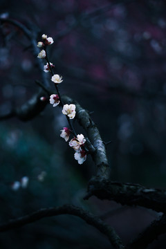 梅花