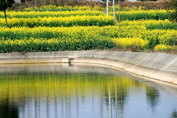 油菜花倒影