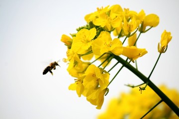 油菜花