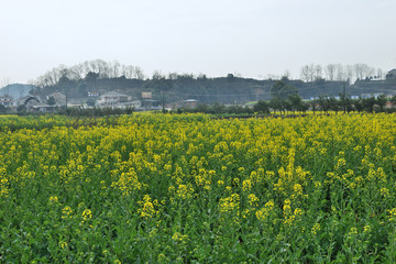 油菜花