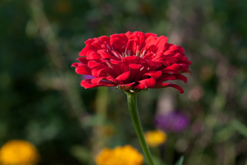 百日菊