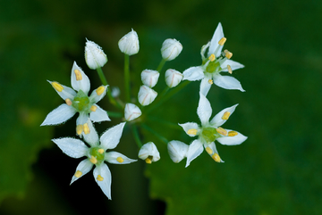 韭菜花