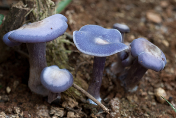 蓝蘑菇