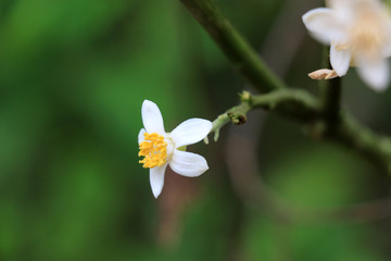 橘红花