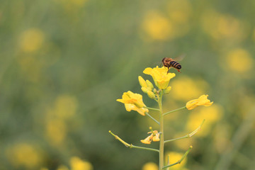 油菜花开蜜蜂采蜜