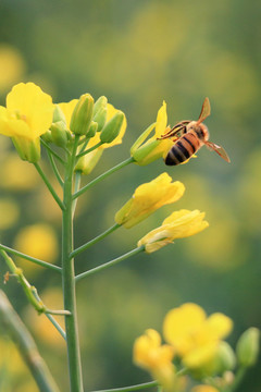 油菜花开蜜蜂采蜜