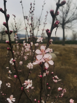 含苞欲放的花骨朵