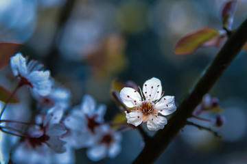 樱花