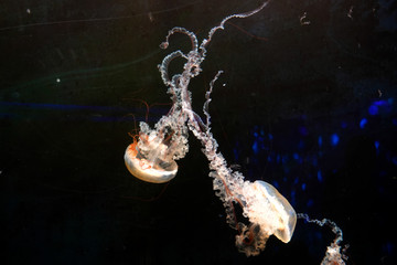 水母