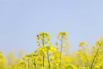 蜜蜂油菜花