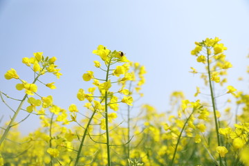 蜜蜂油菜花