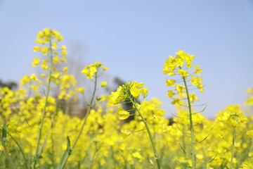 蜜蜂油菜花