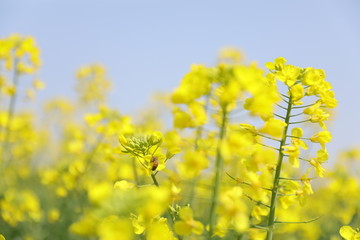 蜜蜂油菜花