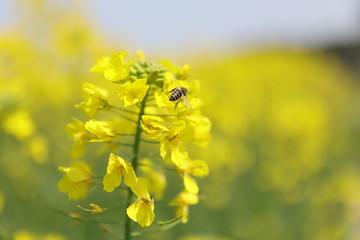 蜜蜂油菜花