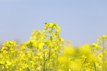 蜜蜂油菜花