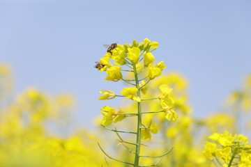 蜜蜂油菜花