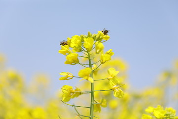 蜜蜂油菜花