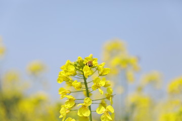 蜜蜂油菜花