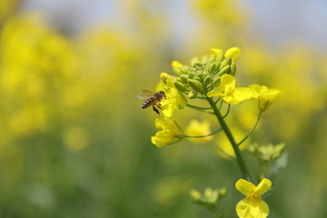 蜜蜂油菜花