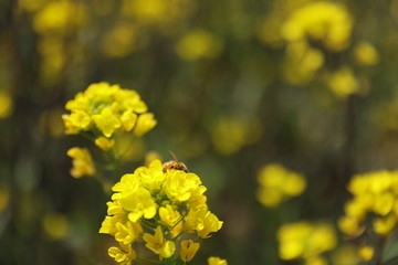 油菜花蜜