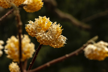 浓郁香气金黄色结香花