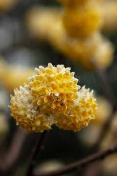 结香花微距近摄特写