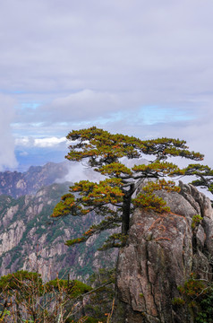 黄山松