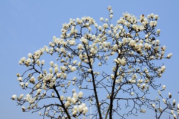 玉兰花