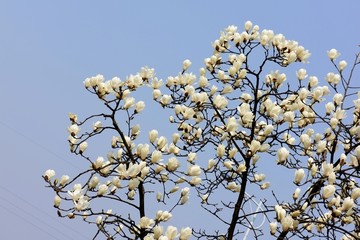 白玉兰