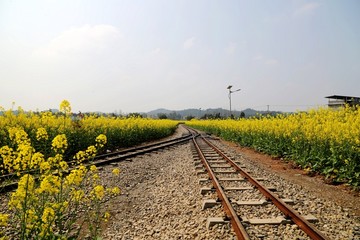 春天乡村油菜花