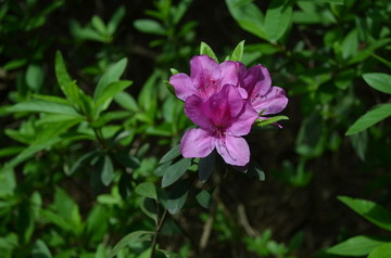 石榴花