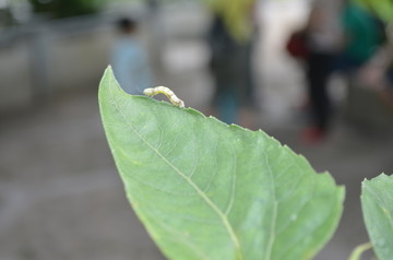 虫子