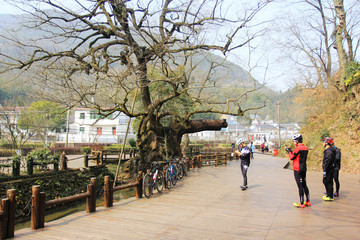 凤凰山相思树