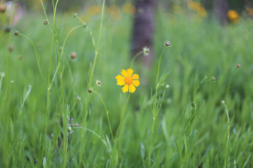 野菊花