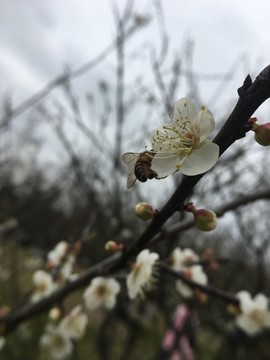 萝岗梅花