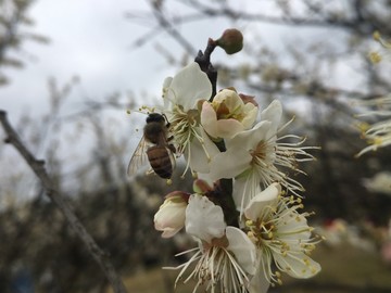 萝岗梅花