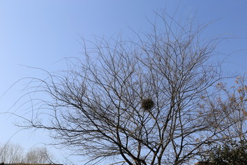 天空树木