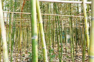 竹林