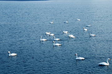 三门峡天鹅湖