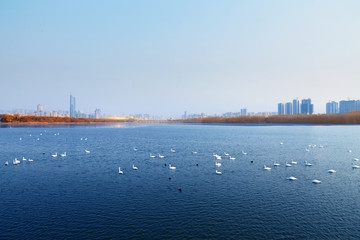 三门峡天鹅湖