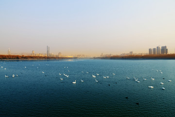 三门峡天鹅湖