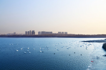 三门峡天鹅湖