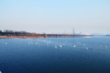 三门峡天鹅湖