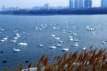 三门峡天鹅湖