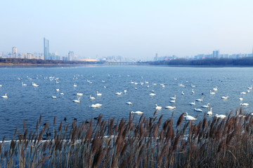 三门峡天鹅湖