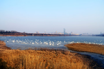 三门峡天鹅湖