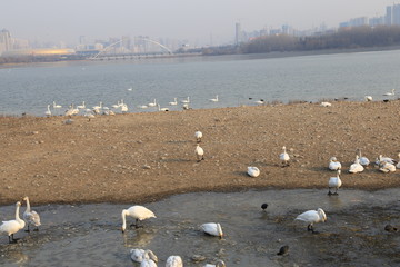 三门峡天鹅湖