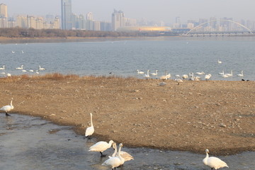 三门峡天鹅湖
